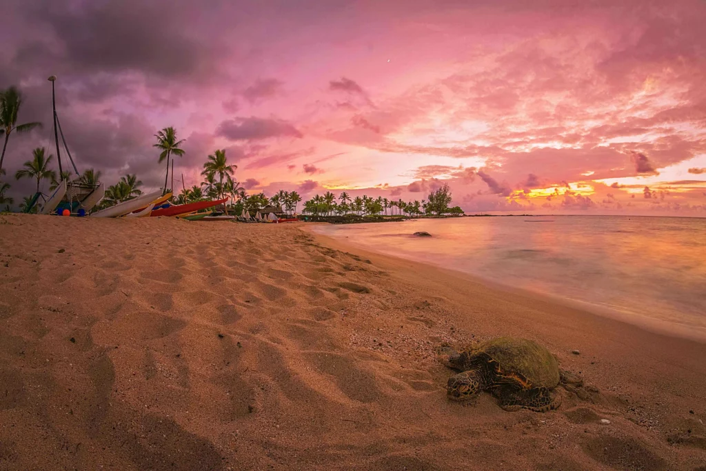 Turtle Island